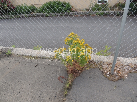 St. Johnswort, common